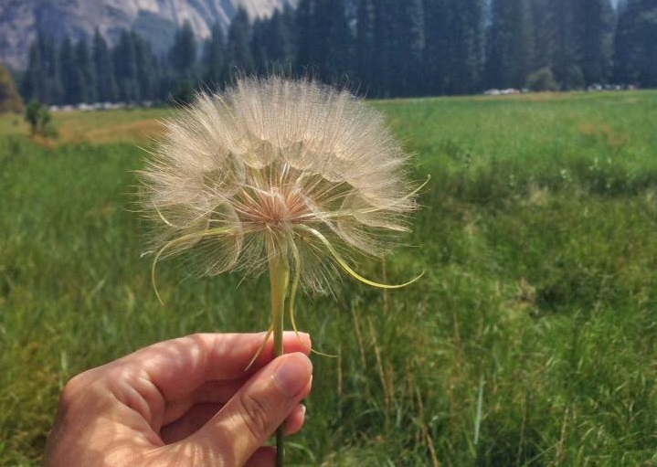 picked dandelion