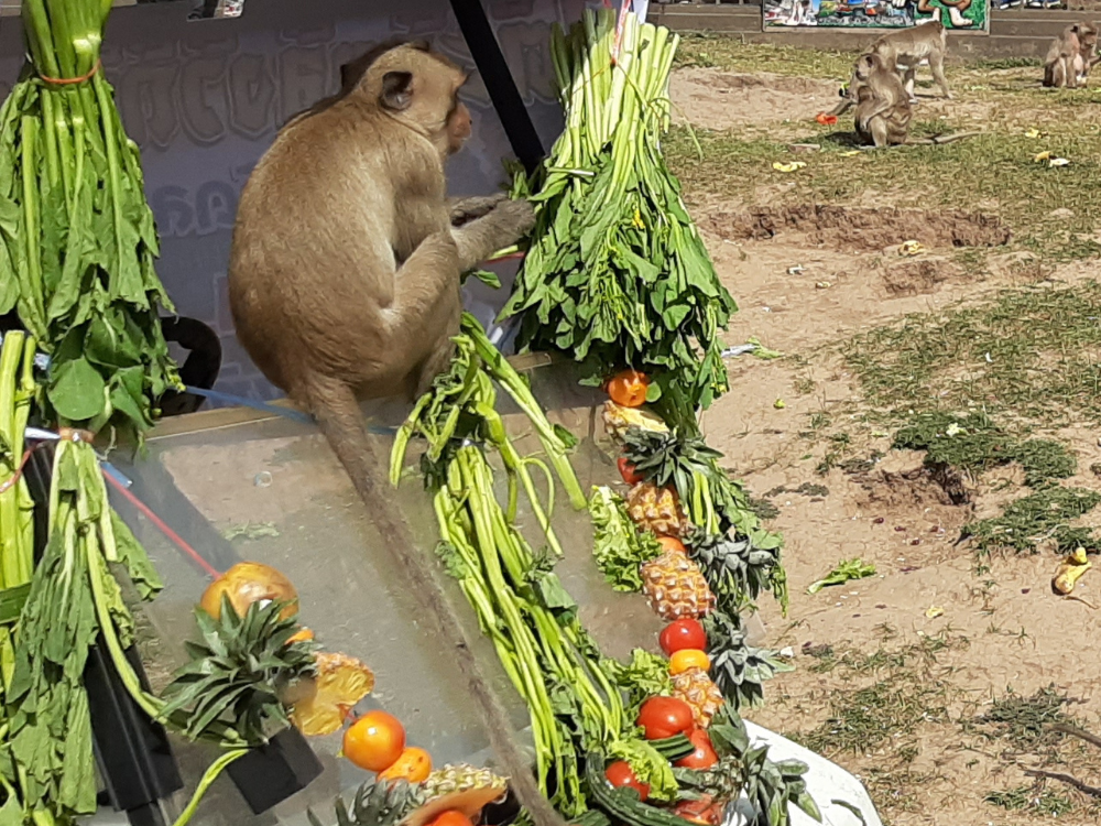 lopburi monkey festival in thailand