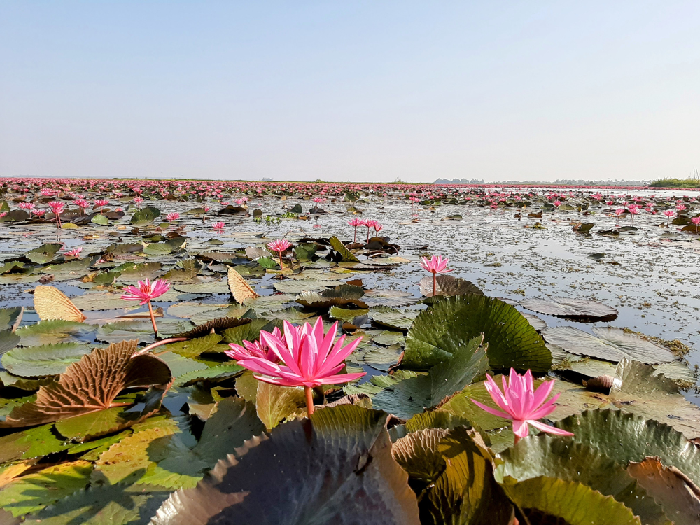 red lotus sea udon thani