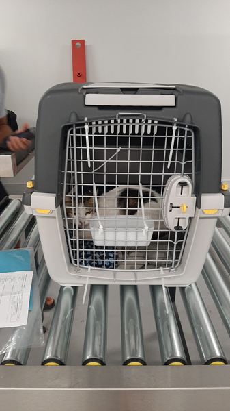 hard carrier for travelling to the uk