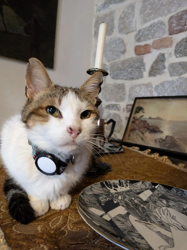 cat with an airtag collar